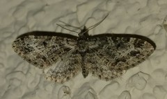 Eupithecia rotundopuncta