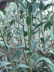 Penstemon platyphyllus