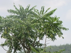 Ailanthus excelsa