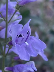 Penstemon platyphyllus