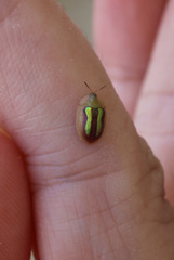 Cassida vittata
