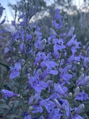Penstemon platyphyllus