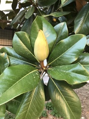 Magnolia
