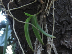 Thrixspermum subulatum