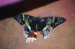 Chrysiridia rhipheus