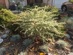 Sphaeralcea sulphurea