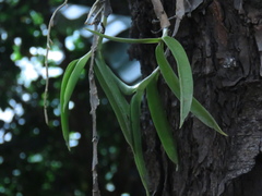 Thrixspermum subulatum