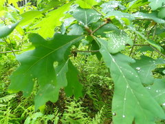 Neuroterus quercusbatatus