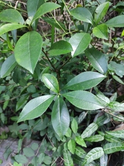 Photinia bodinieri