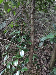 Photinia bodinieri