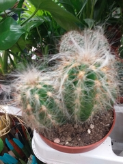 Oreocereus
