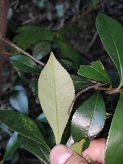 Photinia bodinieri