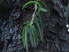 Thrixspermum subulatum