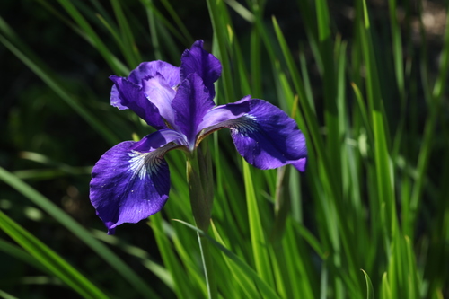 North Tombs iris (Iris typhifolia)