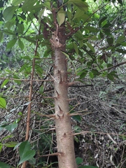 Photinia bodinieri