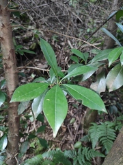 Photinia bodinieri