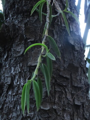 Thrixspermum subulatum