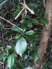 Photinia bodinieri