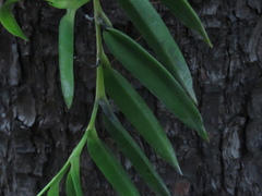 Thrixspermum subulatum