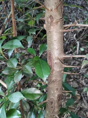 Photinia bodinieri