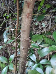 Photinia bodinieri