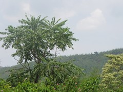 Ailanthus excelsa