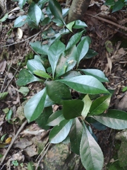 Photinia bodinieri