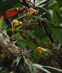 Maxillaria lepidota