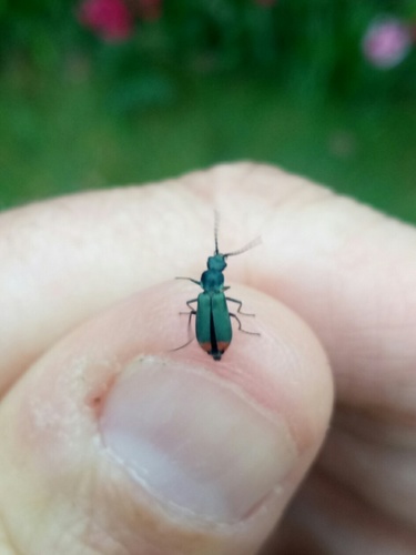 Anthomalachius spinosus