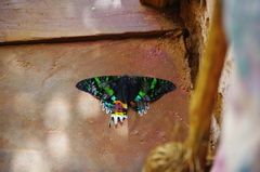 Chrysiridia rhipheus