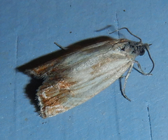 Eucosma umbrastriana