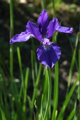 Iris typhifolia