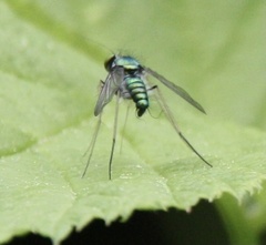 Condylostylus comatus