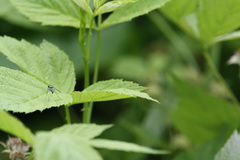 Condylostylus comatus