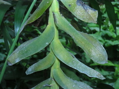 Thrixspermum pensile