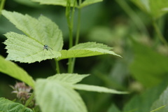 Condylostylus comatus