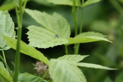 Condylostylus comatus