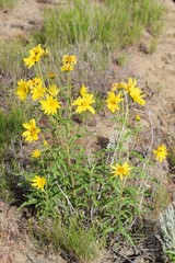 Helianthus cusickii