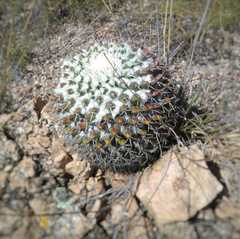 Mammillaria karwinskiana karwinskiana