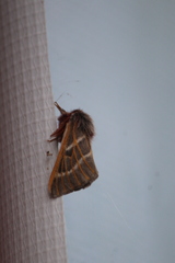 Hemileuca rubridorsa
