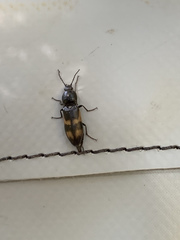 Selatosomus suckleyi