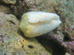 Conus arenatus