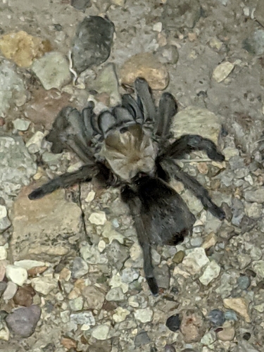 Chiricahuan Gray Tarantula