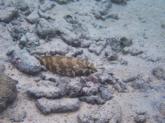 Epinephelus merra