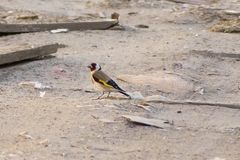 Carduelis carduelis