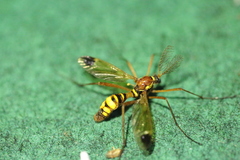 Ctenophora ornata