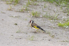 Carduelis carduelis
