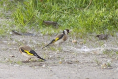 Carduelis carduelis