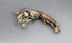 Upogebia