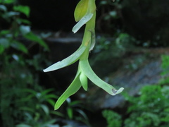 Thrixspermum pensile